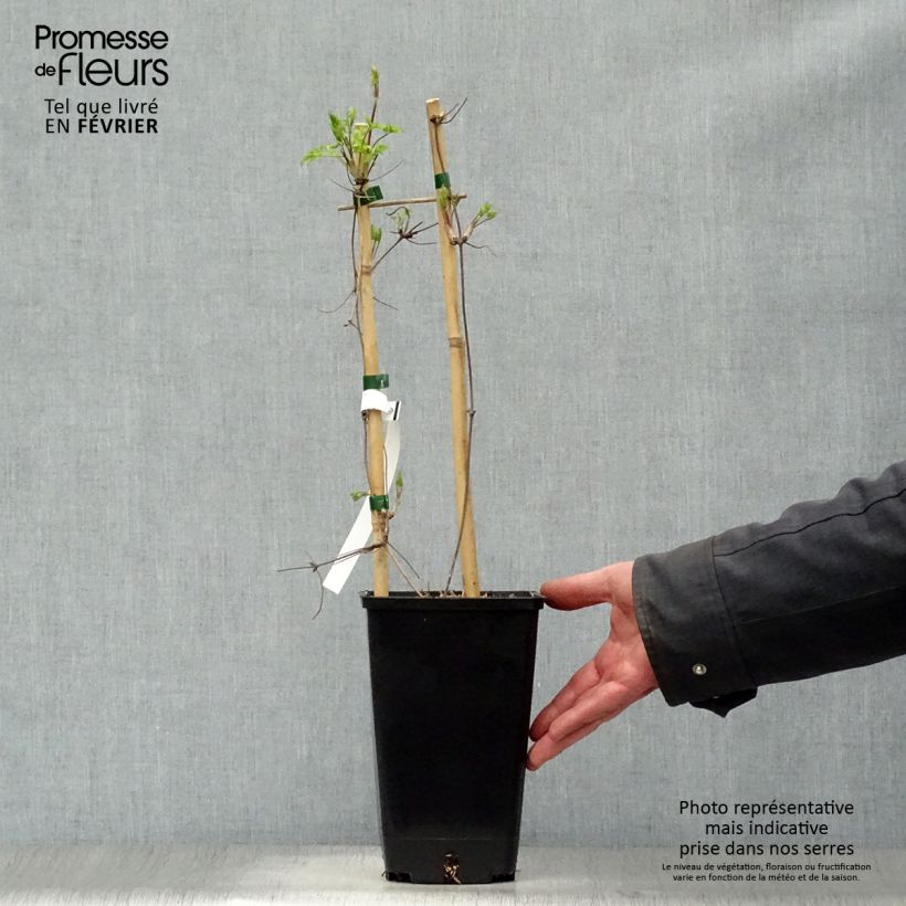 Clematis Blue Dancer - Clematide Vaso da 2L/3L esemplare consegnato in inverno