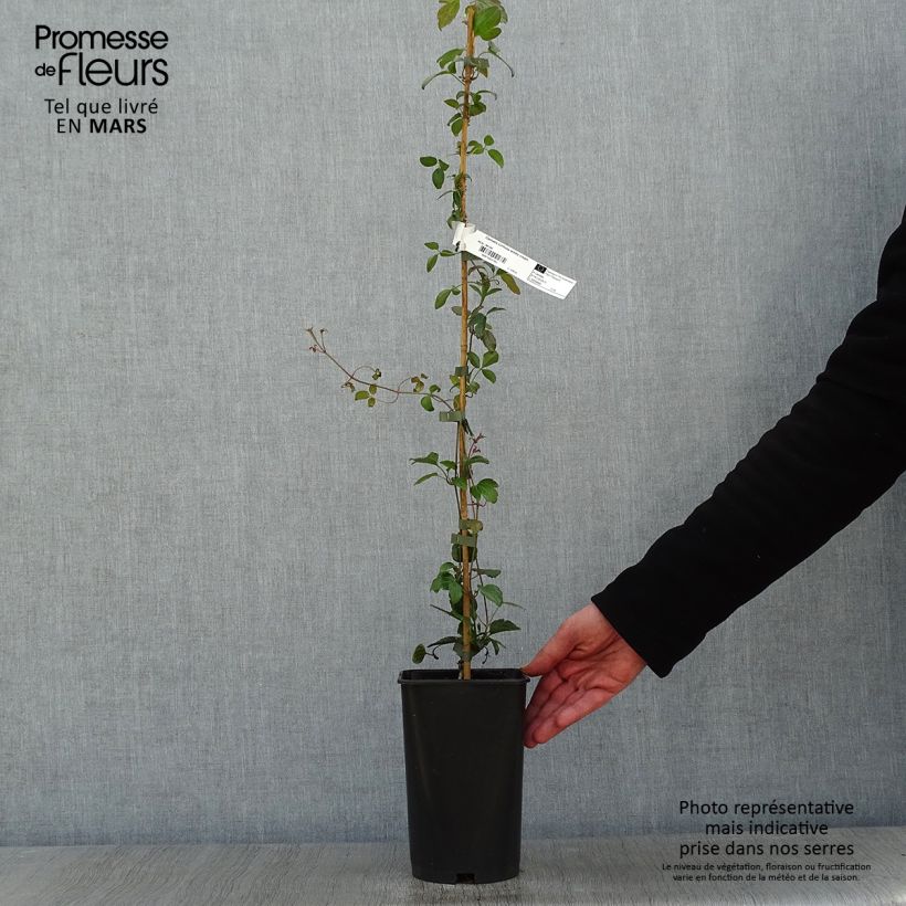 Clematis cirrhosa Wisley Cream Vaso da 2L/3L esemplare consegnato in inverno
