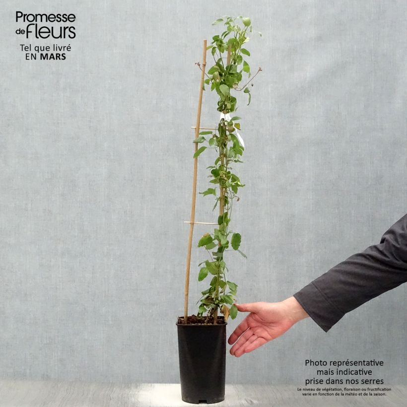 Clematis cirrhosa Wisley Cream Vaso da 2L/3L esemplare consegnato in primavera