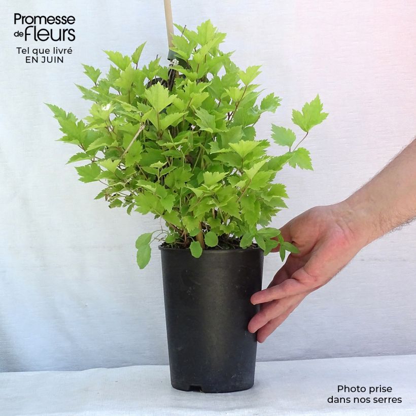 Esemplare di Clematis heracleifolia - Clematide Vaso da 2L/3L consegnato in estate