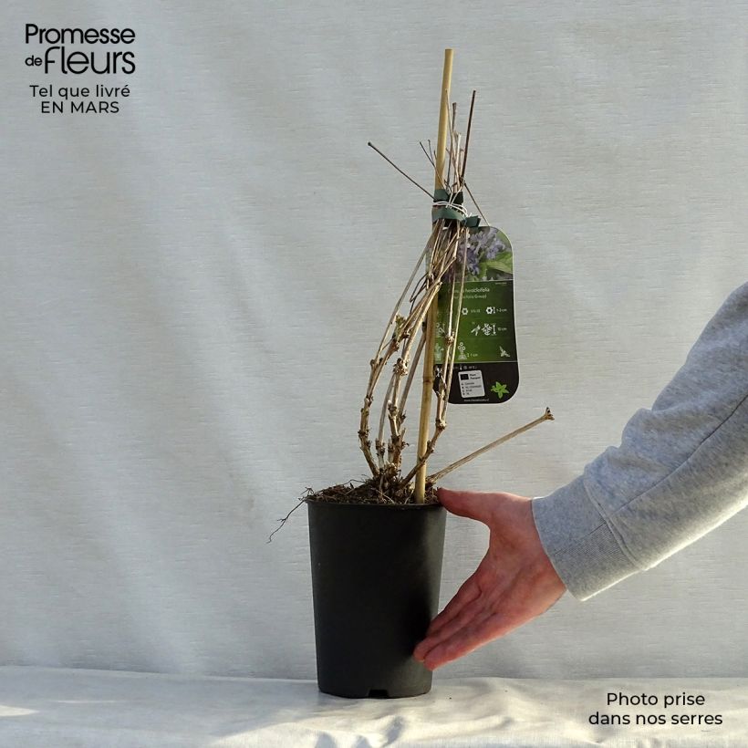 Clematis heracleifolia - Clematide Vaso da 2L/3L esemplare consegnato in primavera