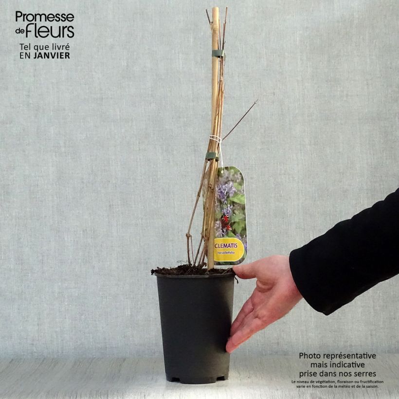 Clematis heracleifolia - Clematide Vaso da 2L/3L esemplare consegnato in inverno