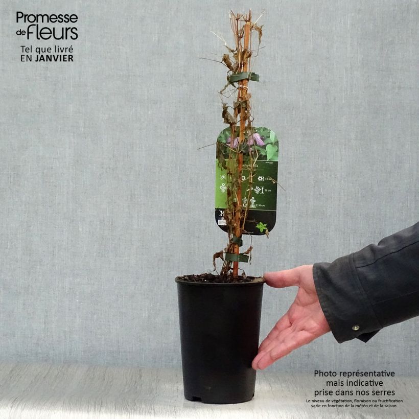 Clematis viticella - Clematide Vaso da 1,5L/2L esemplare consegnato in inverno