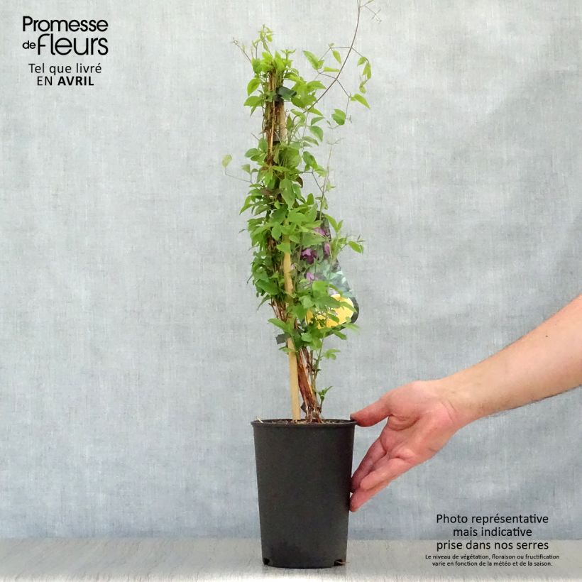 Clematis viticella - Clematide Vaso da 1,5L/2L esemplare consegnato in primavera