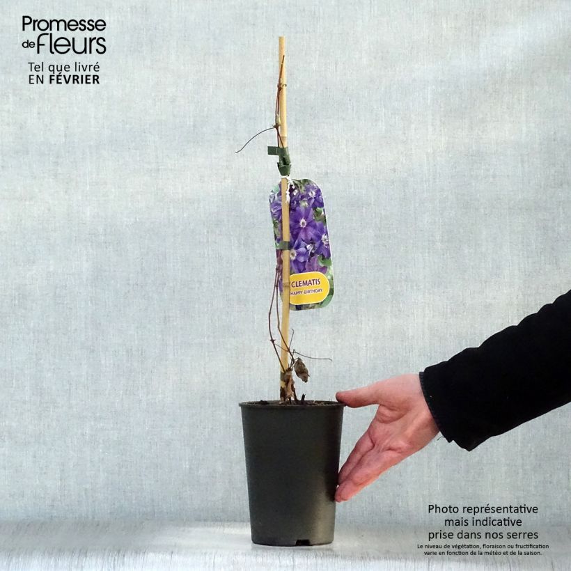 Clematis Happy Birthday - Clematide Vaso da 1,5L/2L esemplare consegnato in inverno