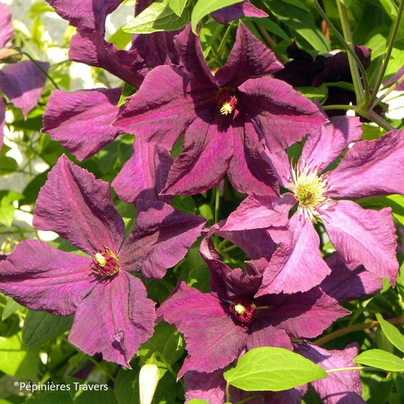 Clematis viticella Polish Spirit - Clematide (Fioritura)