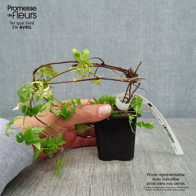 Clematis macropetala - Clematide Vasetto da 8/9 cm esemplare consegnato in primavera