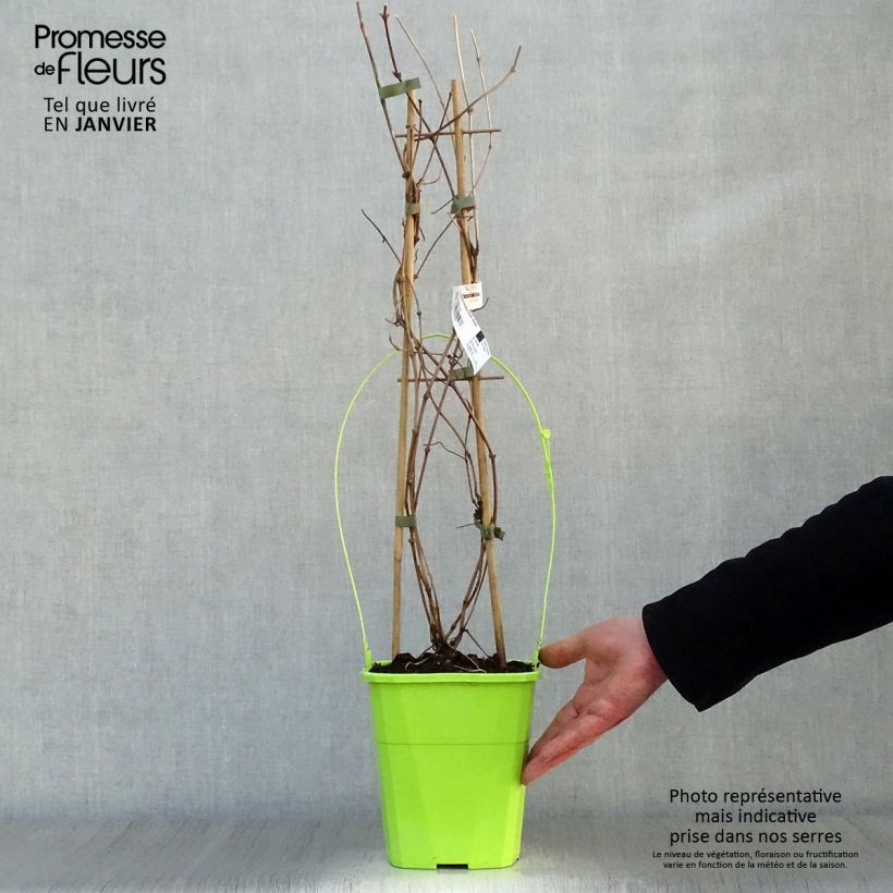 Clematis montana Double Delight - Clematide Vaso da 3L/4L esemplare consegnato in inverno