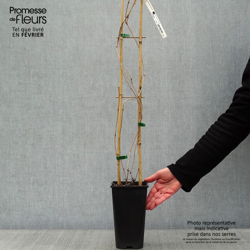 Clematis montana Starlet White Perfume - Clematide Vaso da 2L/3L esemplare consegnato in inverno