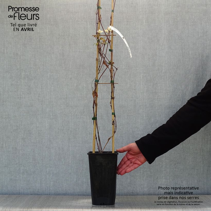 Clematis montana Starlet White Perfume - Clematide Vaso da 2L/3L esemplare consegnato in primavera