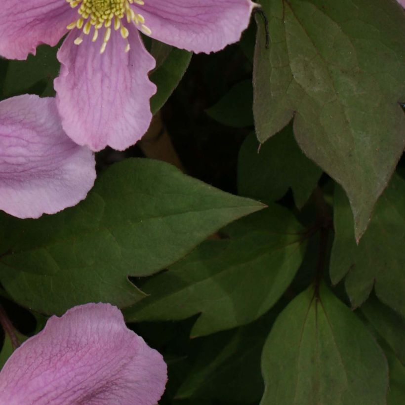 Clematis montana Tetrarose - Clematide (Fogliame)