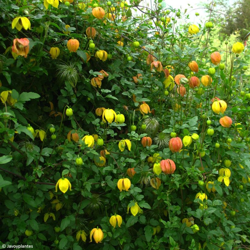 Clematis tangutica Red Ballon - Clematide (Porto)