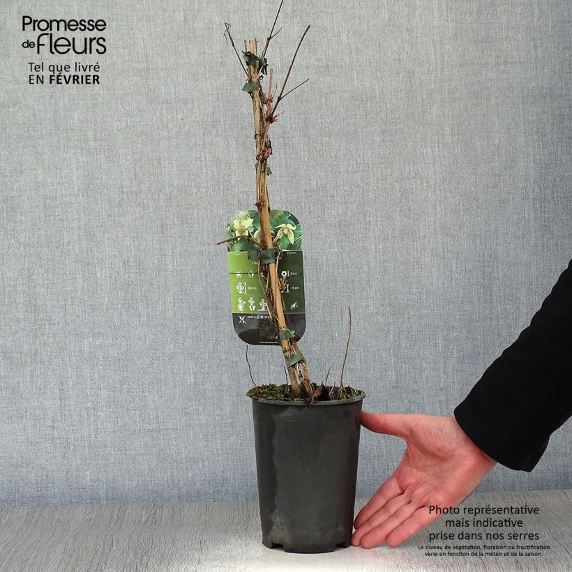 Clematis serratifolia - Clematide Vaso da 1,5L/2L esemplare consegnato in inverno