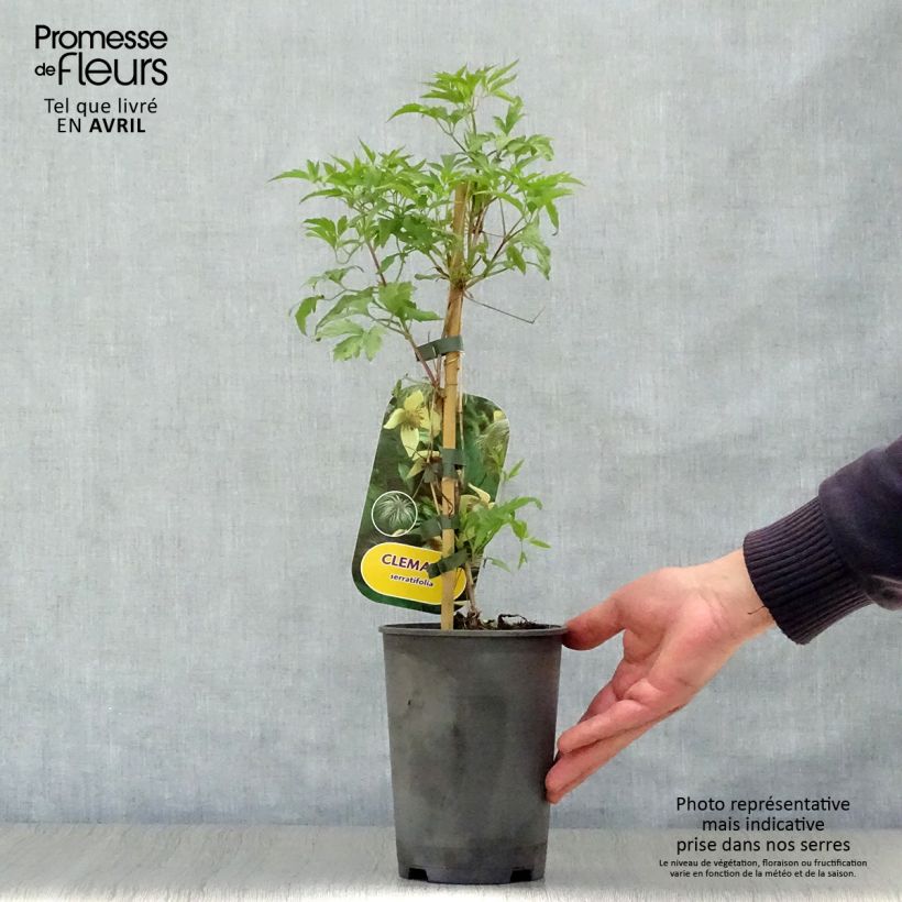 Clematis serratifolia - Clematide Vaso da 1,5L/2L esemplare consegnato in primavera