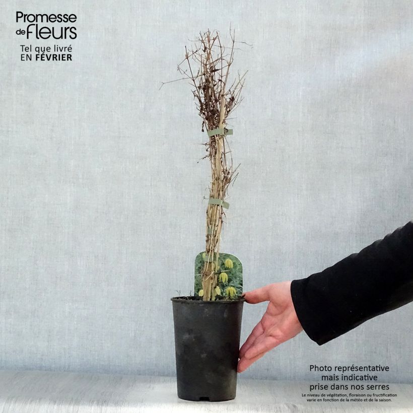 Clematis tibetana subsp. tangutica - Clematide Vaso da 1,5L/2L esemplare consegnato in inverno