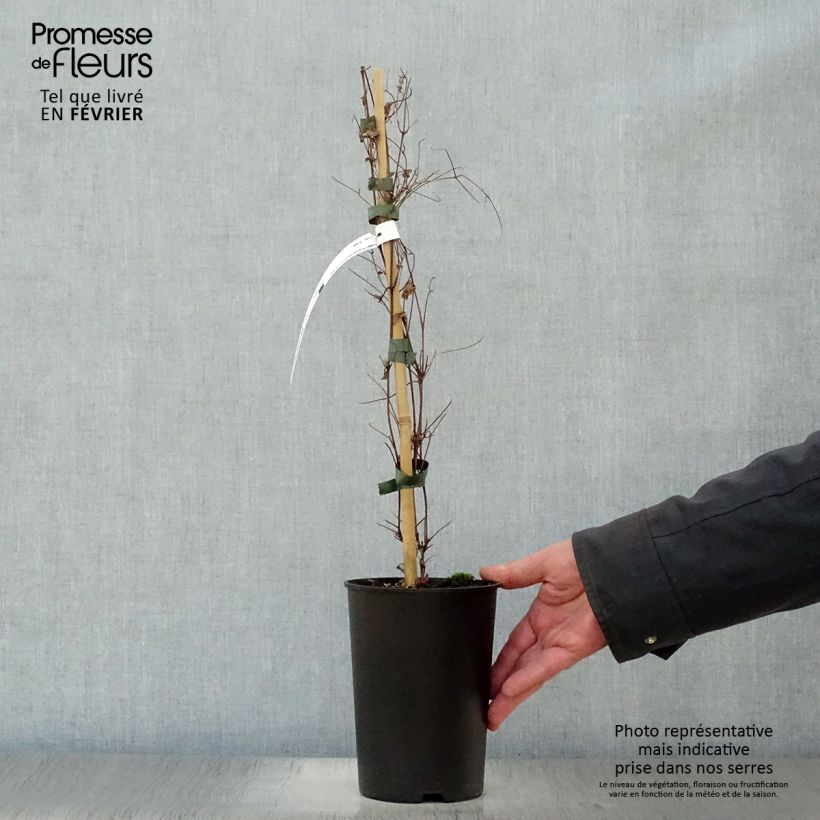 Clematis viticella Dark Eyes - Clematide Vaso da 1,5L/2L esemplare consegnato in inverno