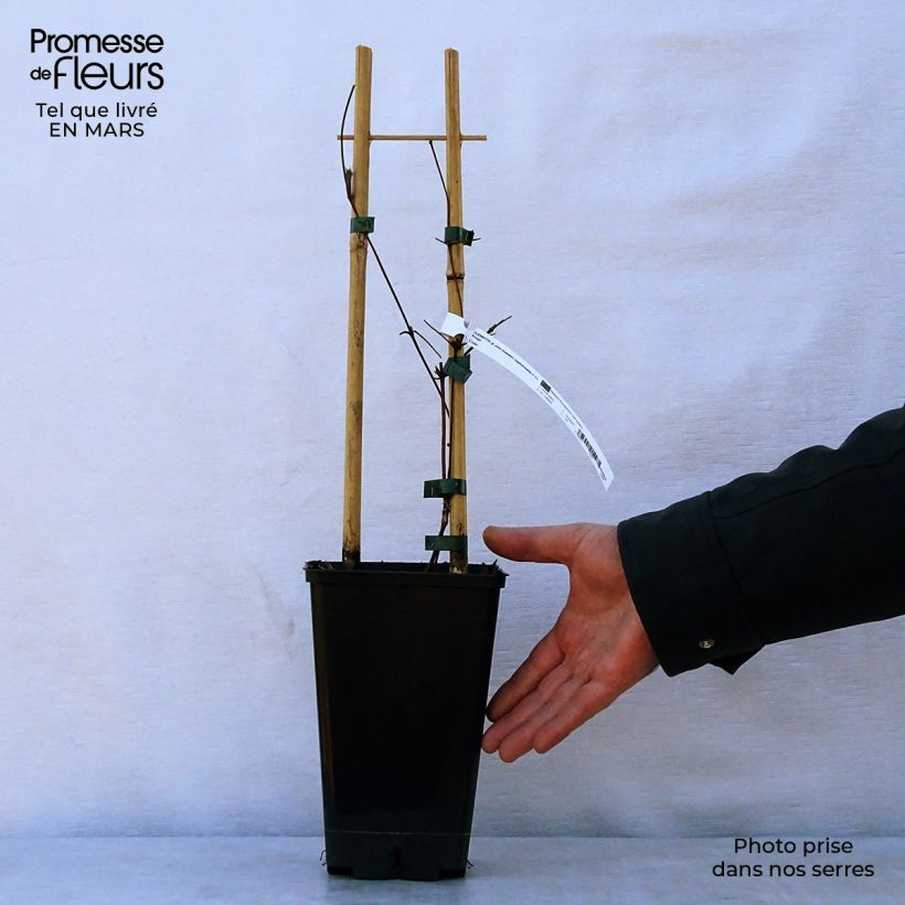 Clematis viticella John Howells - Clematide Vaso da 1,5L/2L esemplare consegnato in primavera