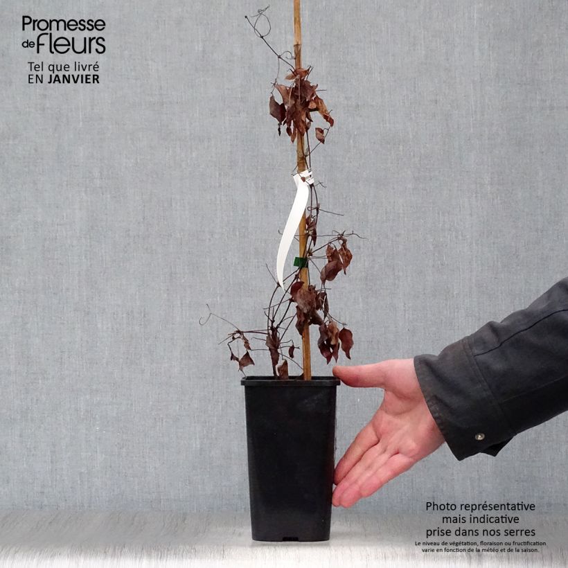 Clematis viticella John Howells - Clematide Vaso da 1,5L/2L esemplare consegnato in inverno