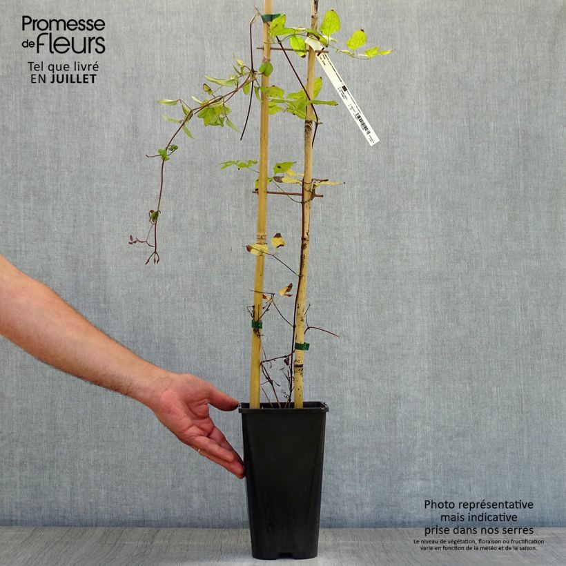 Esemplare di Clematis viticella John Howells - Clematide Vaso da 2L/3L consegnato in estate