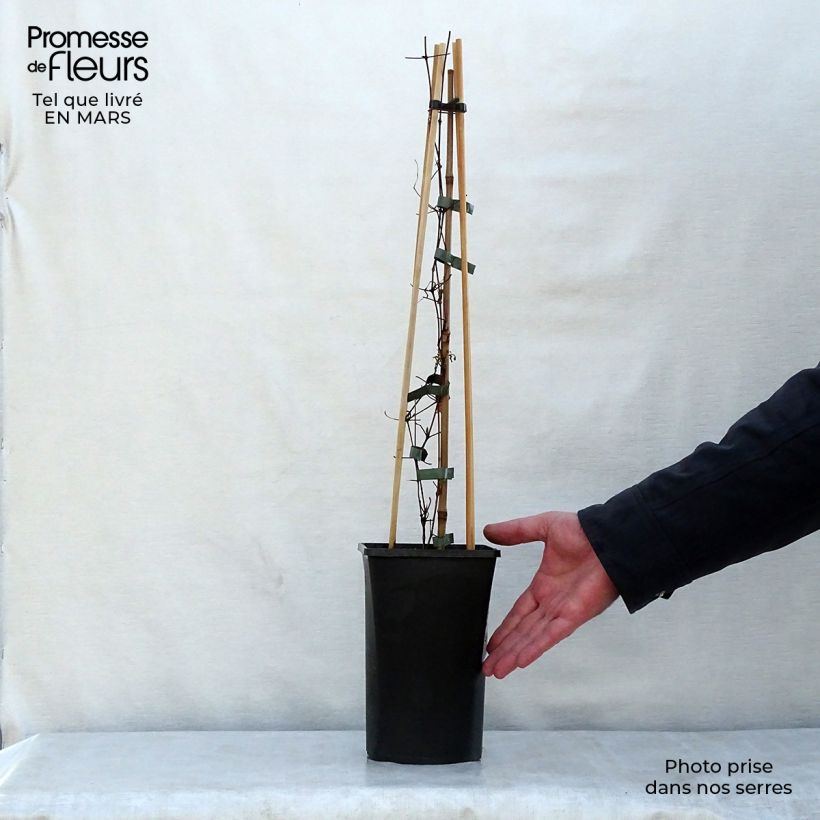 Clematis viticella Polish Spirit - Clematide Vaso da 1,5L/2L esemplare consegnato in primavera