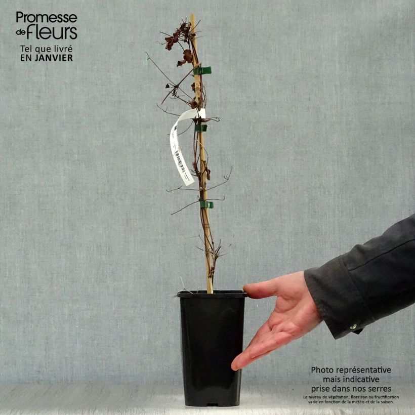 Clematis viticella Polish Spirit - Clematide Vaso da 1,5L/2L esemplare consegnato in inverno