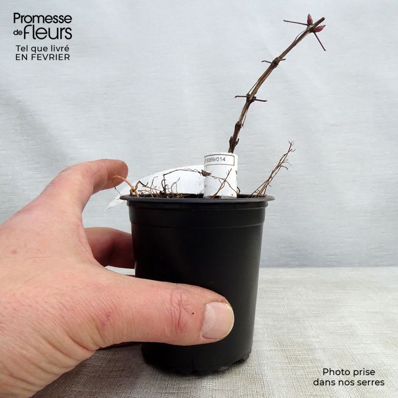 Clematis viticella Purpurea Plena Elegans - Clematide Vasetto da 8/9 cm esemplare consegnato in inverno