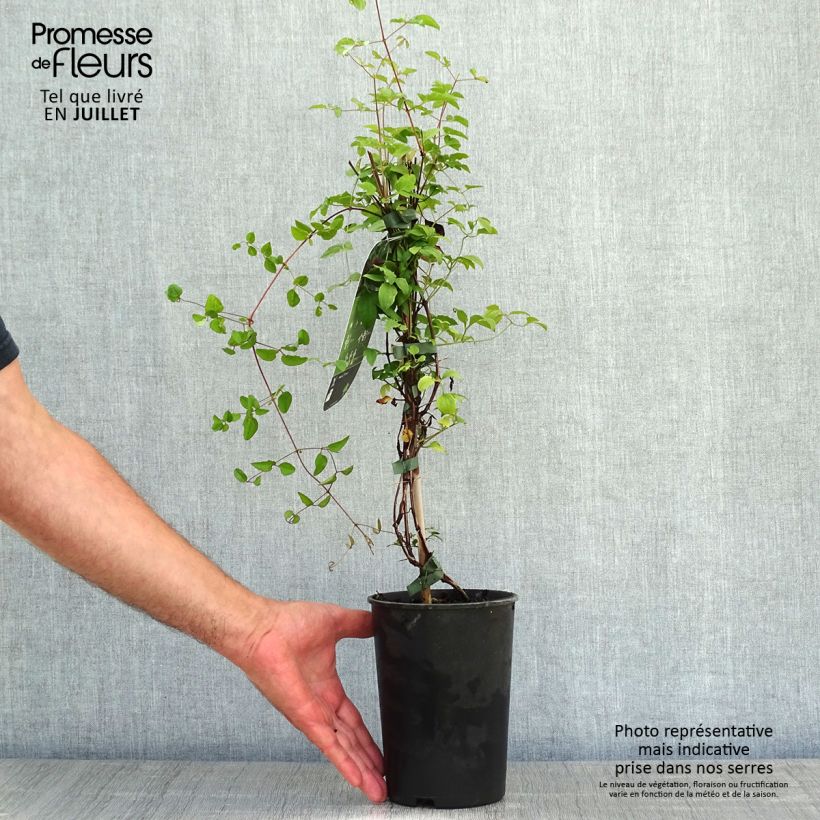 Esemplare di Clematis viticella Purpurea Plena Elegans - Clematide Vaso da 2L/3L consegnato in estate