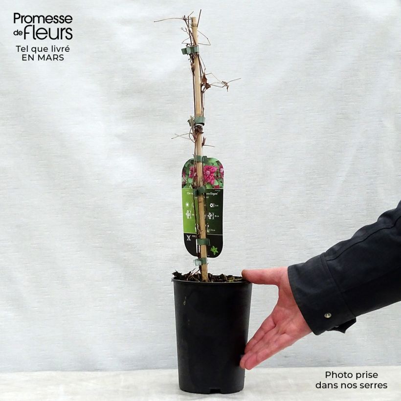 Clematis viticella Purpurea Plena Elegans - Clematide Vaso da 2L/3L esemplare consegnato in primavera