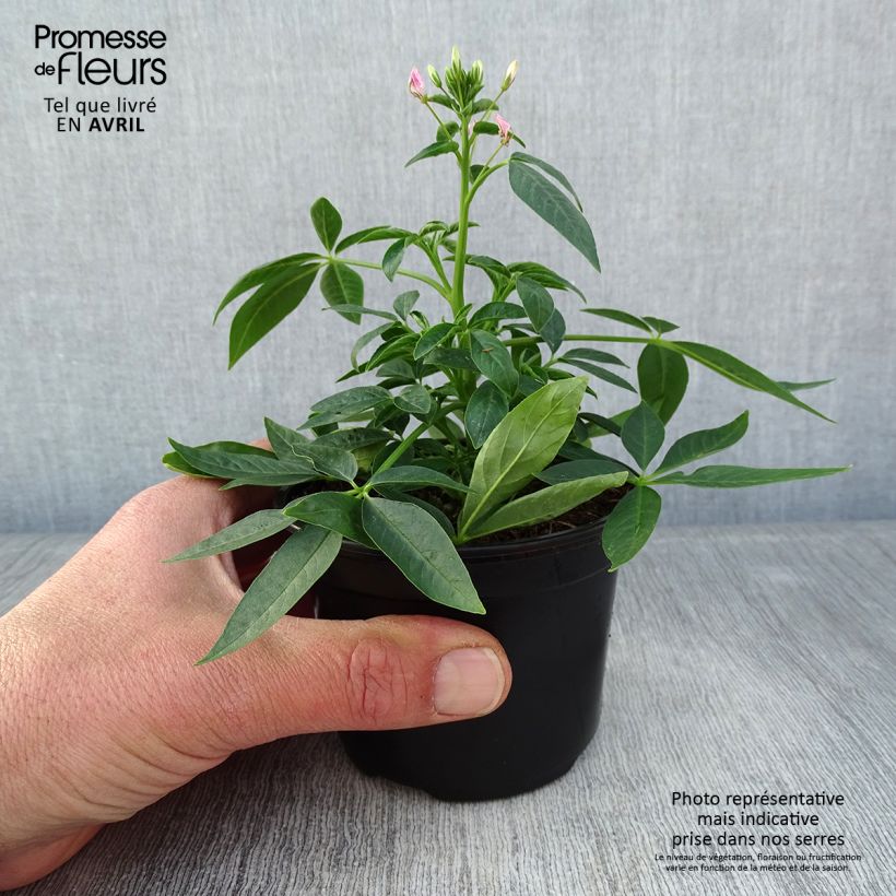 Cleome Senorita Carolina Vasetto da 8/9 cm esemplare consegnato in primavera