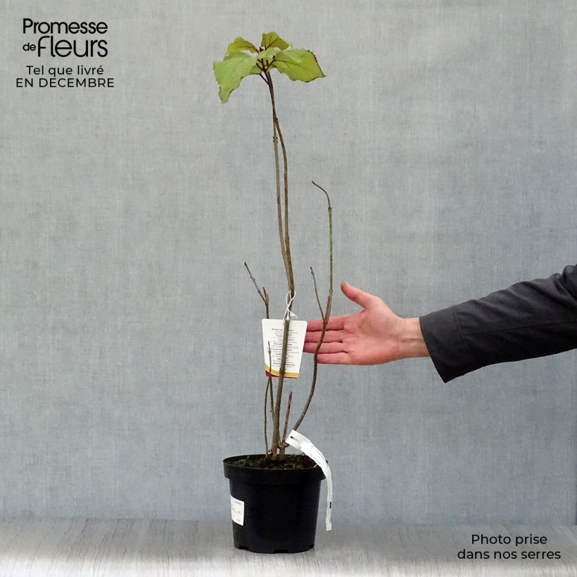 Clerodendrum bungei - Clerodendro Vaso da 2L/3L esemplare consegnato in inverno