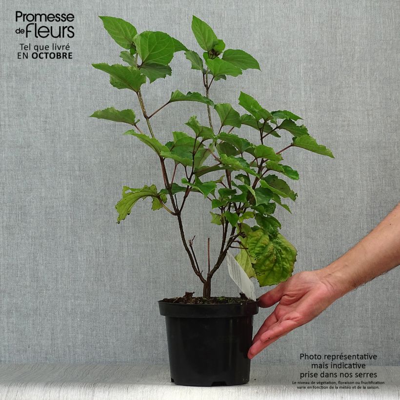 Esemplare di Clerodendrum bungei - Clerodendro Vaso da 2L/3L come consegnato in autunno