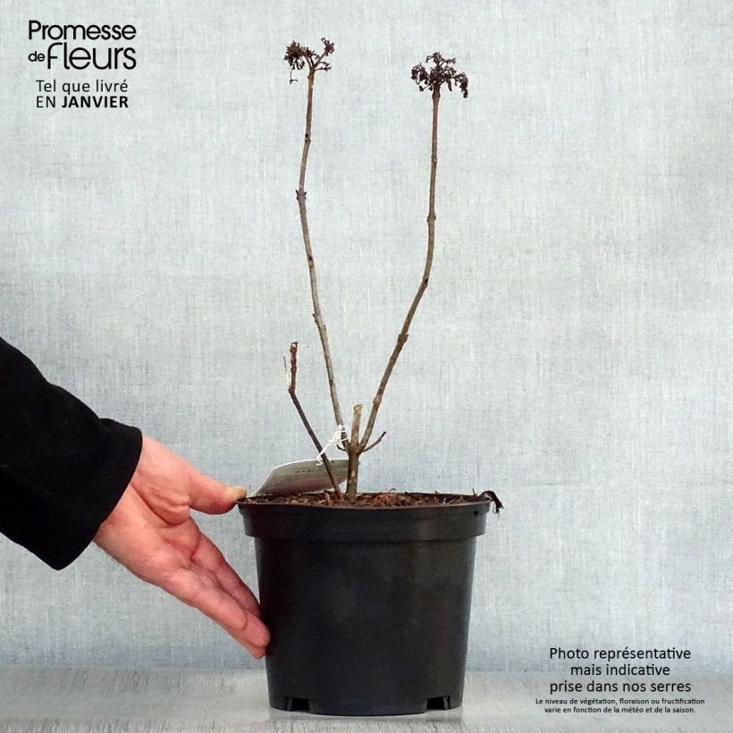 Clerodendro Pink Diamond - Clerodendrum bungei Vaso da 3L/4L esemplare consegnato in inverno