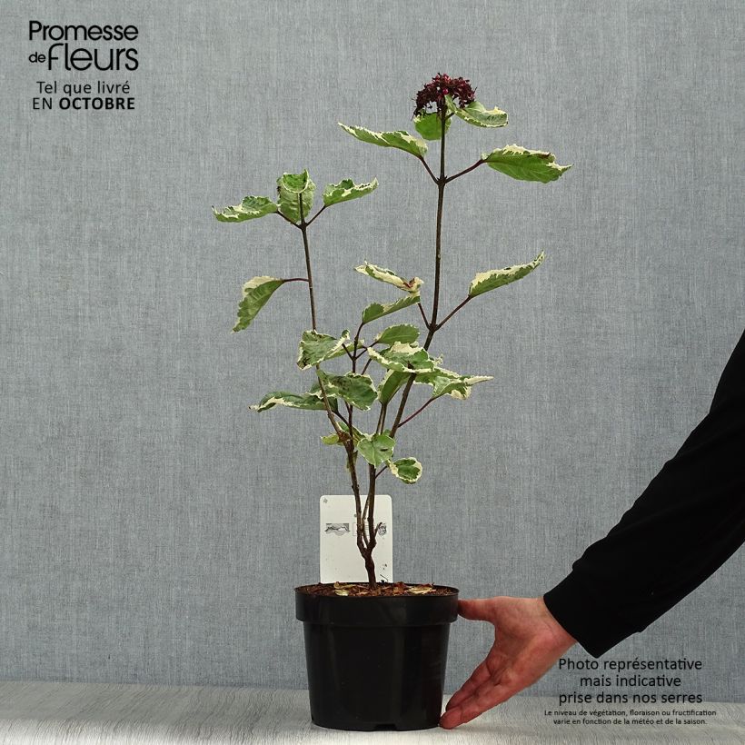Esemplare di Clerodendro Pink Diamond - Clerodendrum bungei Vaso da 3L/4L come consegnato in autunno