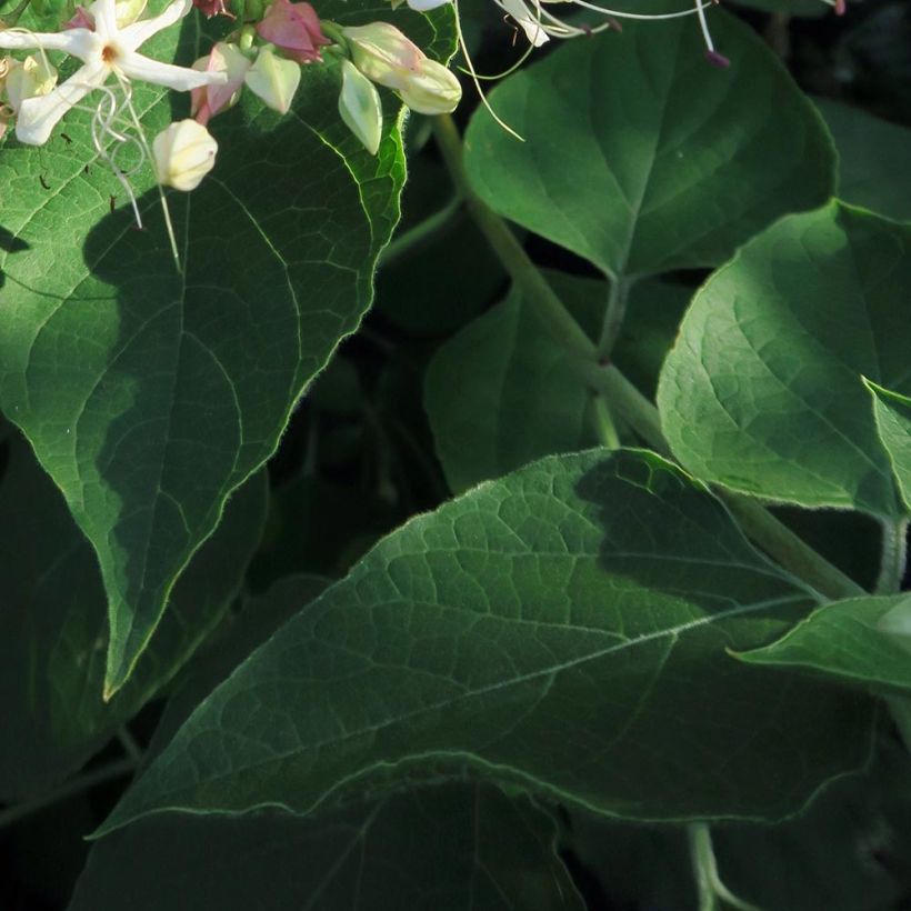 Clerodendro Fargesii - Clerodendrum trichotomum (Fogliame)