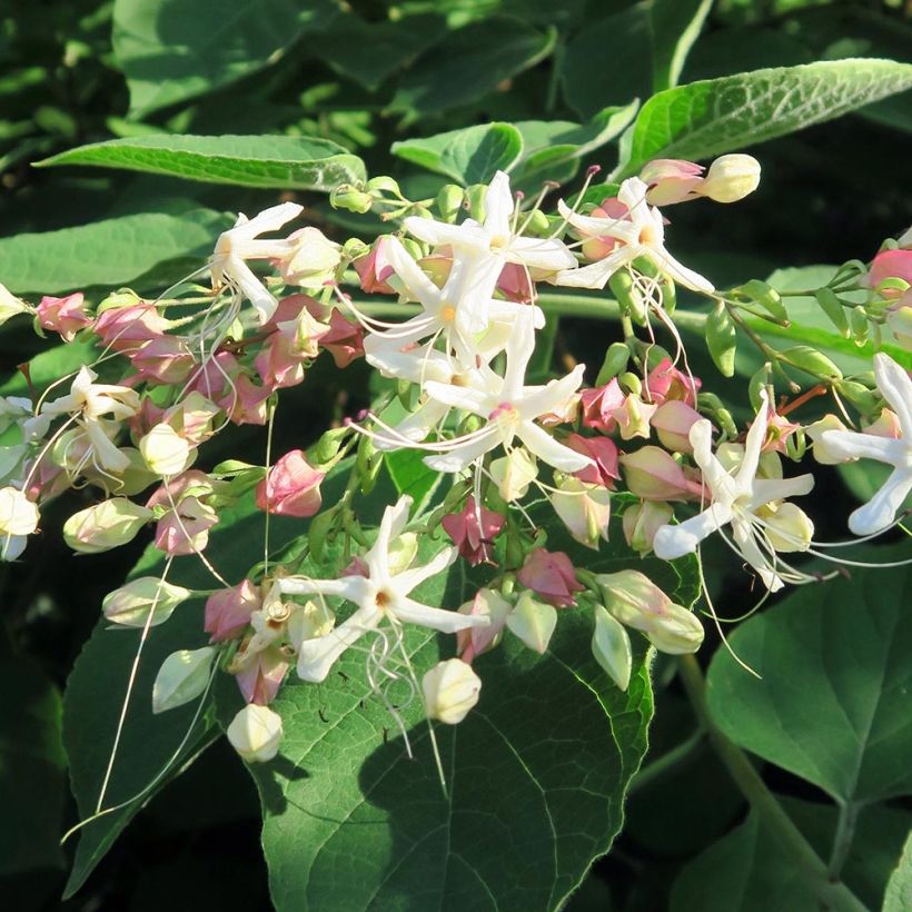 Clerodendro Fargesii - Clerodendrum trichotomum (Fioritura)