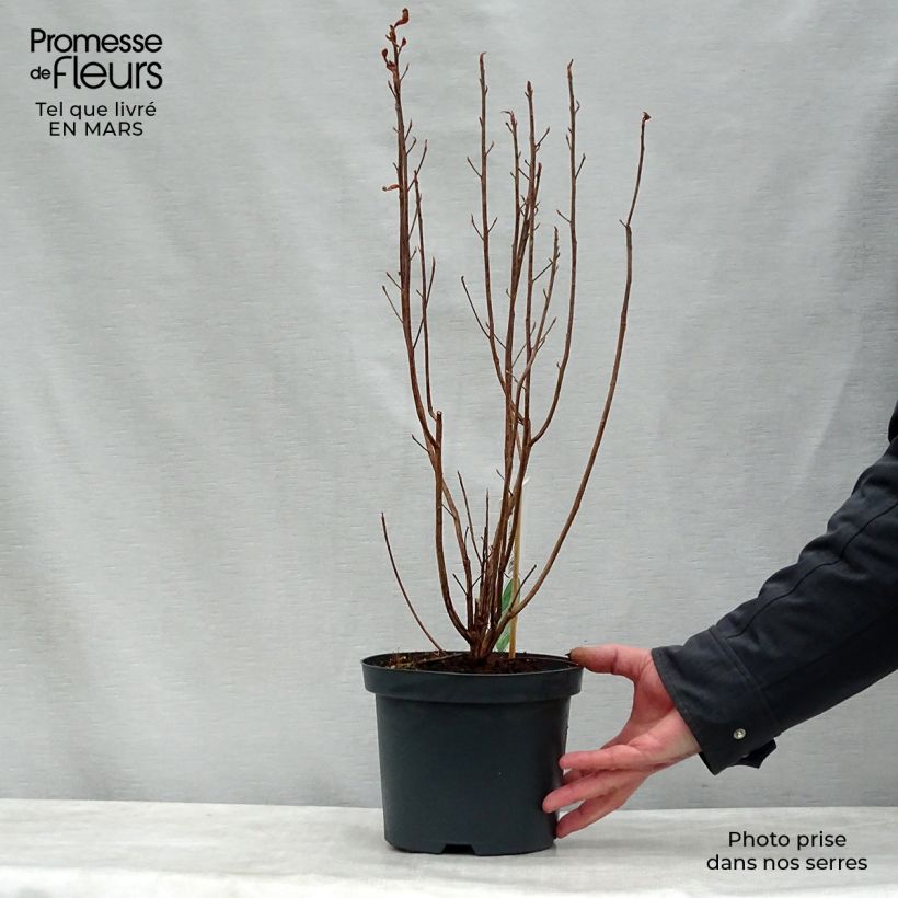 Clethra alnifolia Vaso da 3L/4L esemplare consegnato in primavera