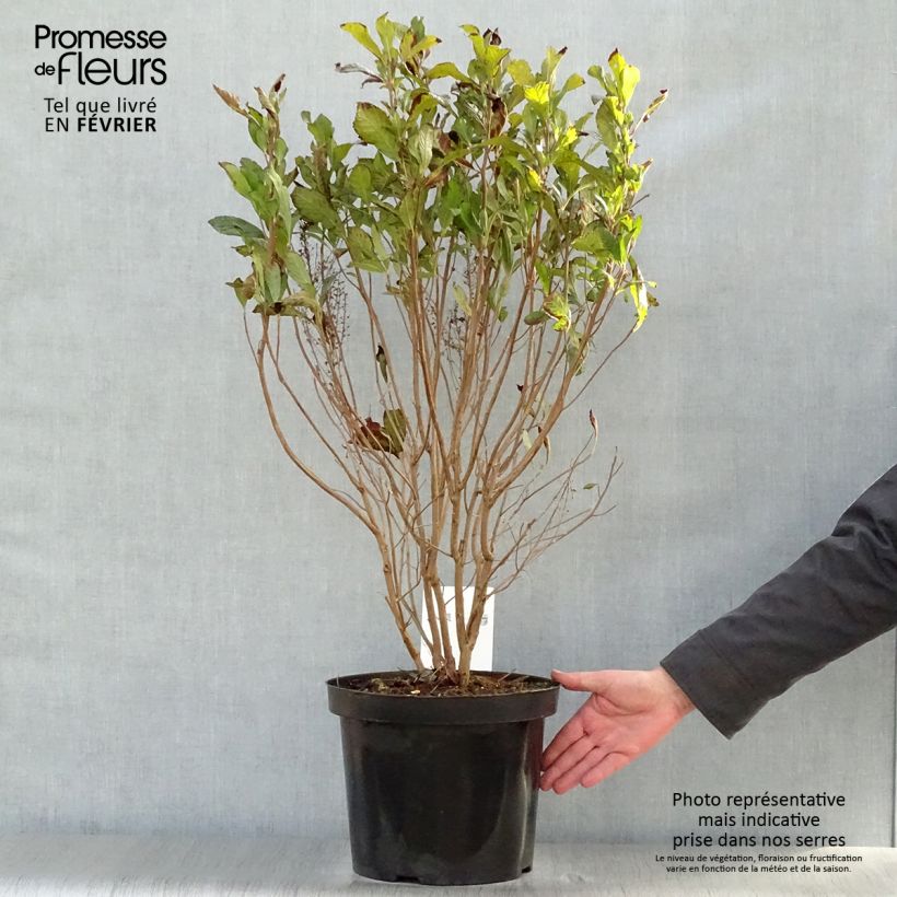 Clethra alnifolia Anne Bidwell Vaso da 7,5L/10L esemplare consegnato in inverno