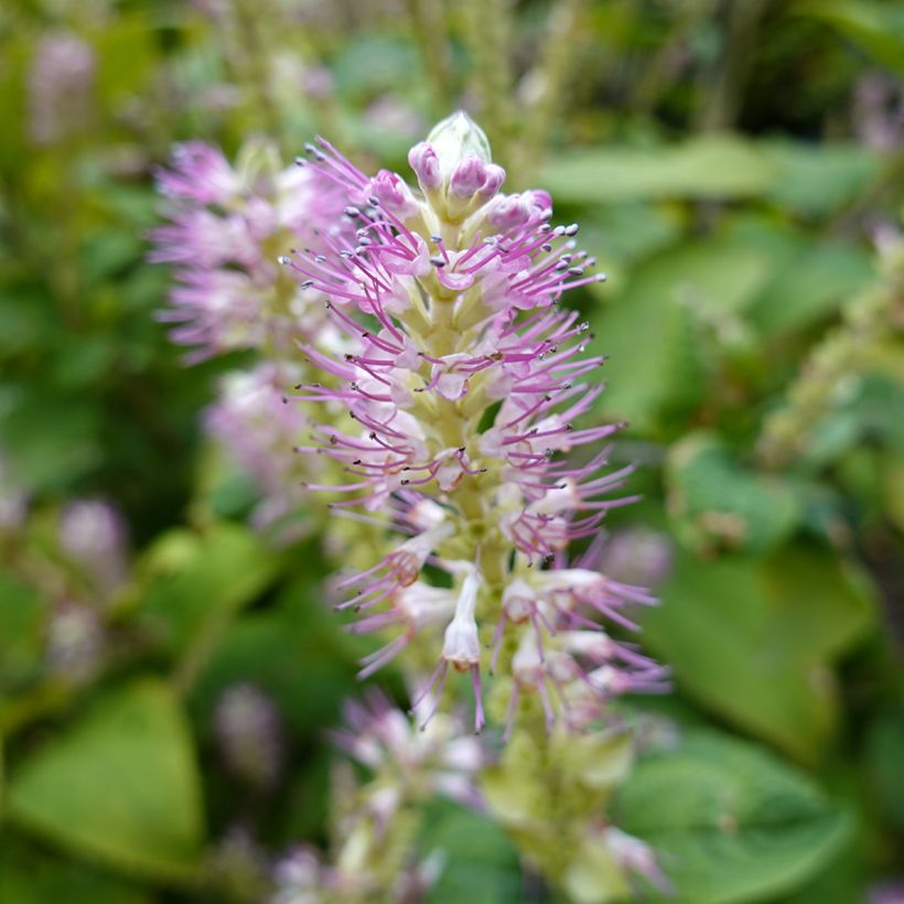 Clethra alnifolia Hummingbird (Fioritura)