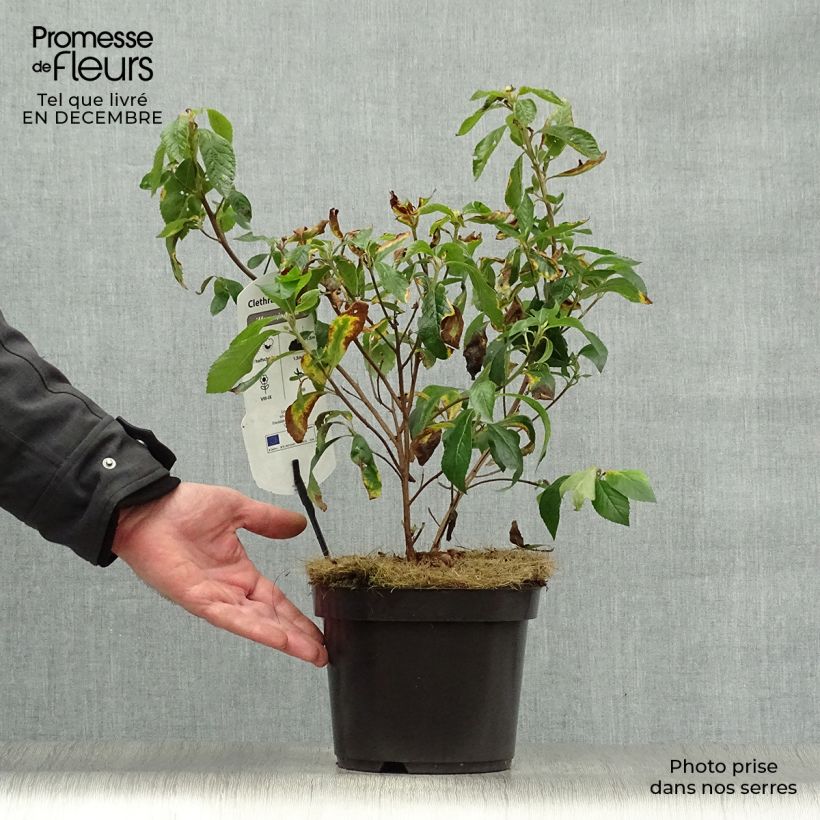 Clethra alnifolia Hummingbird Vaso da 3L/4L esemplare consegnato in inverno