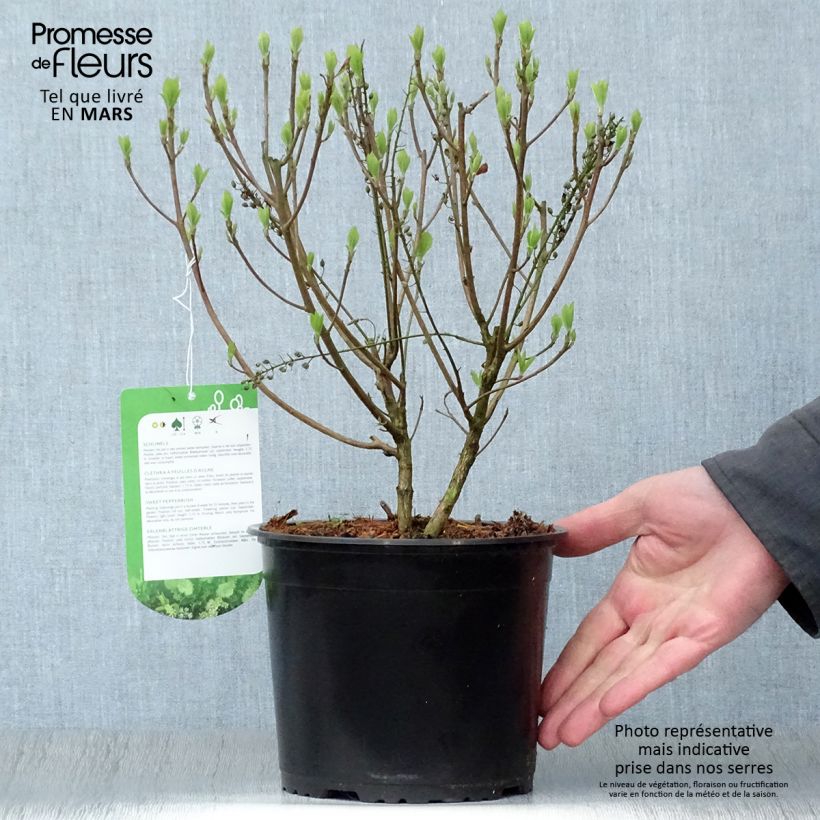 Clethra alnifolia Hummingbird Vaso da 3L/4L esemplare consegnato in primavera