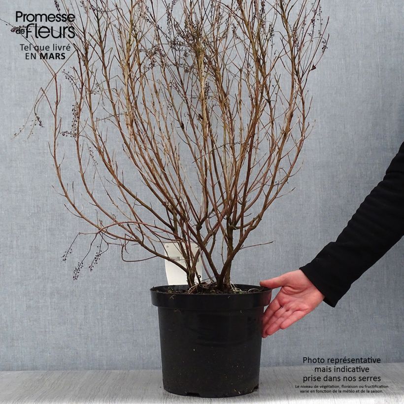 Clethra alnifolia Hummingbird Vaso da 7,5L/10L esemplare consegnato in inverno