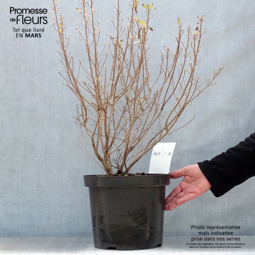 Clethra alnifolia Hummingbird Vaso da 7,5L/10L esemplare consegnato in primavera