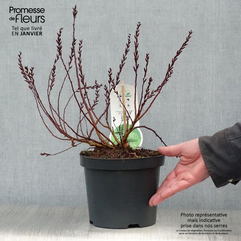 Clethra&#x20;alnifolia&#x20;Vaso&#x20;da&#x20;3L&#x2F;4L&#x20;esemplare&#x20;consegnato&#x20;in&#x20;inverno