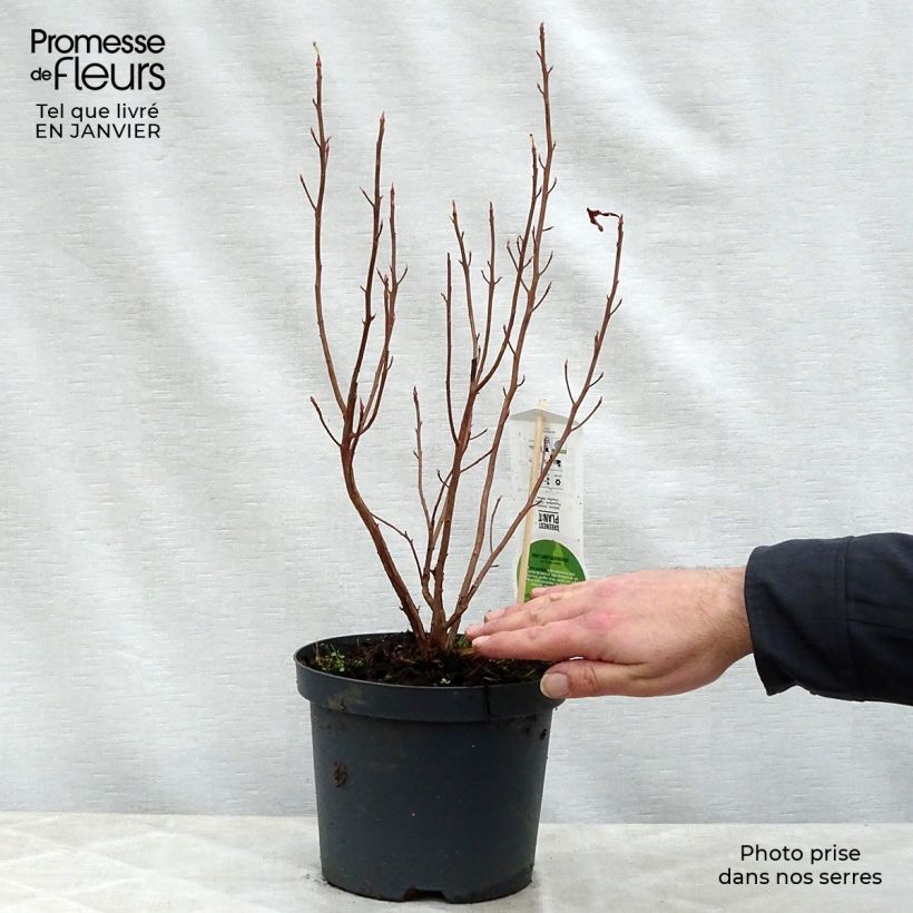 Clethra alnifolia Ruby Spice Vaso da 3L/4L esemplare consegnato in inverno