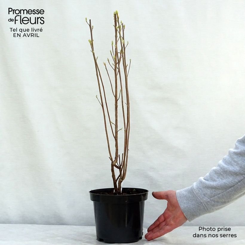 Clethra alnifolia Ruby Spice Vaso da 3L/4L esemplare consegnato in primavera