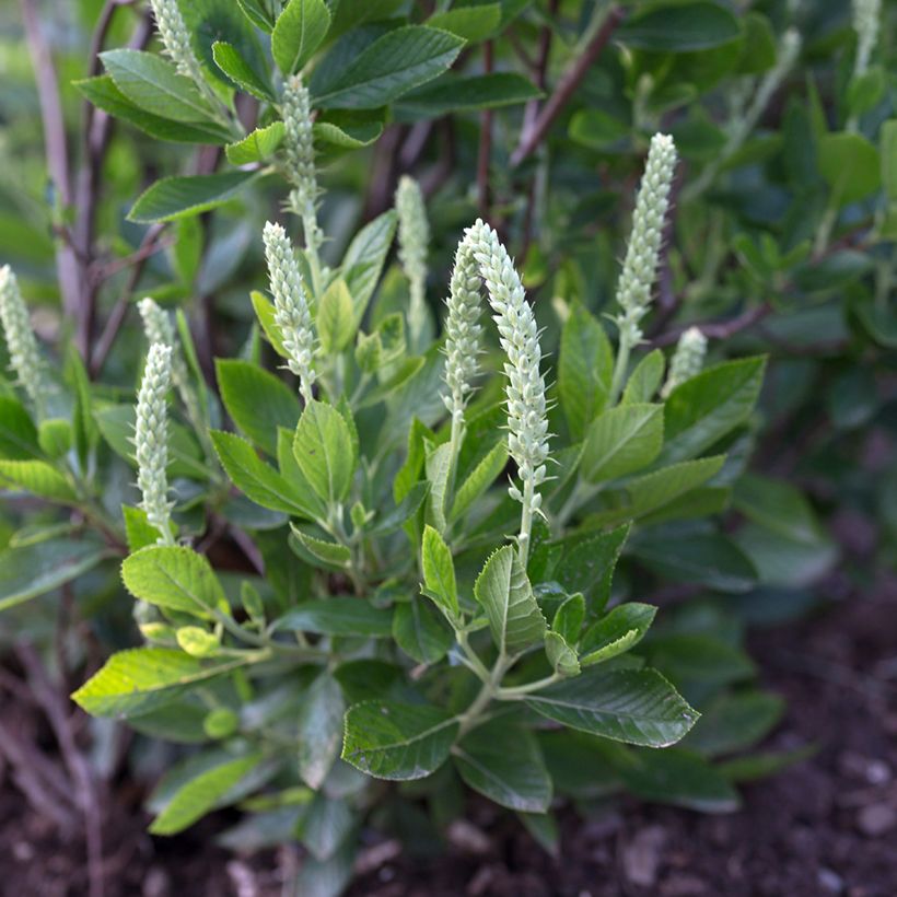 Clethra alnifolia Sixteen Candles (Fioritura)