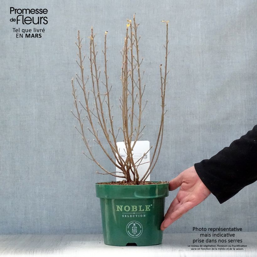 Clethra alnifolia Sixteen Candles Vaso da 2L/3L esemplare consegnato in primavera