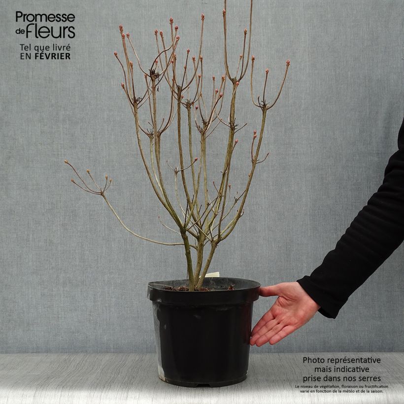 Clethra alnifolia Sixteen Candles Vaso da 7,5L/10L esemplare consegnato in inverno