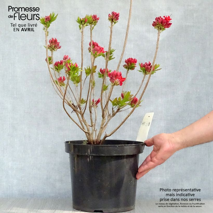 Clethra alnifolia Sixteen Candles Vaso da 7,5L/10L esemplare consegnato in primavera