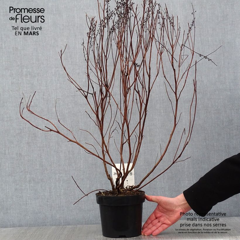 Clethra alnifolia Vanilla Spice Vaso da 2L/3L esemplare consegnato in inverno